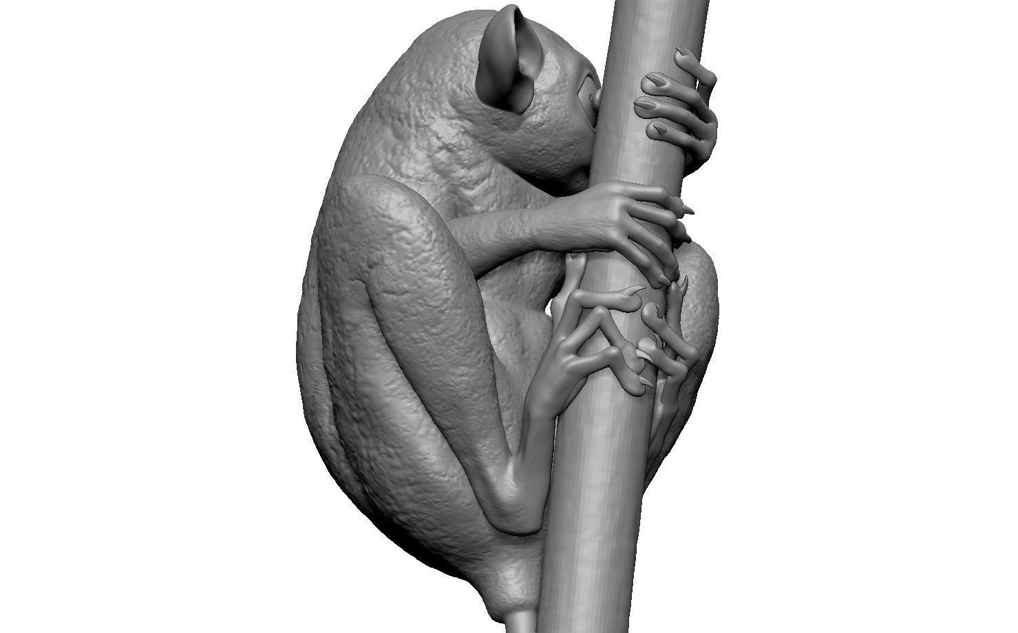 Tarsier gripping a branch 3D model_3