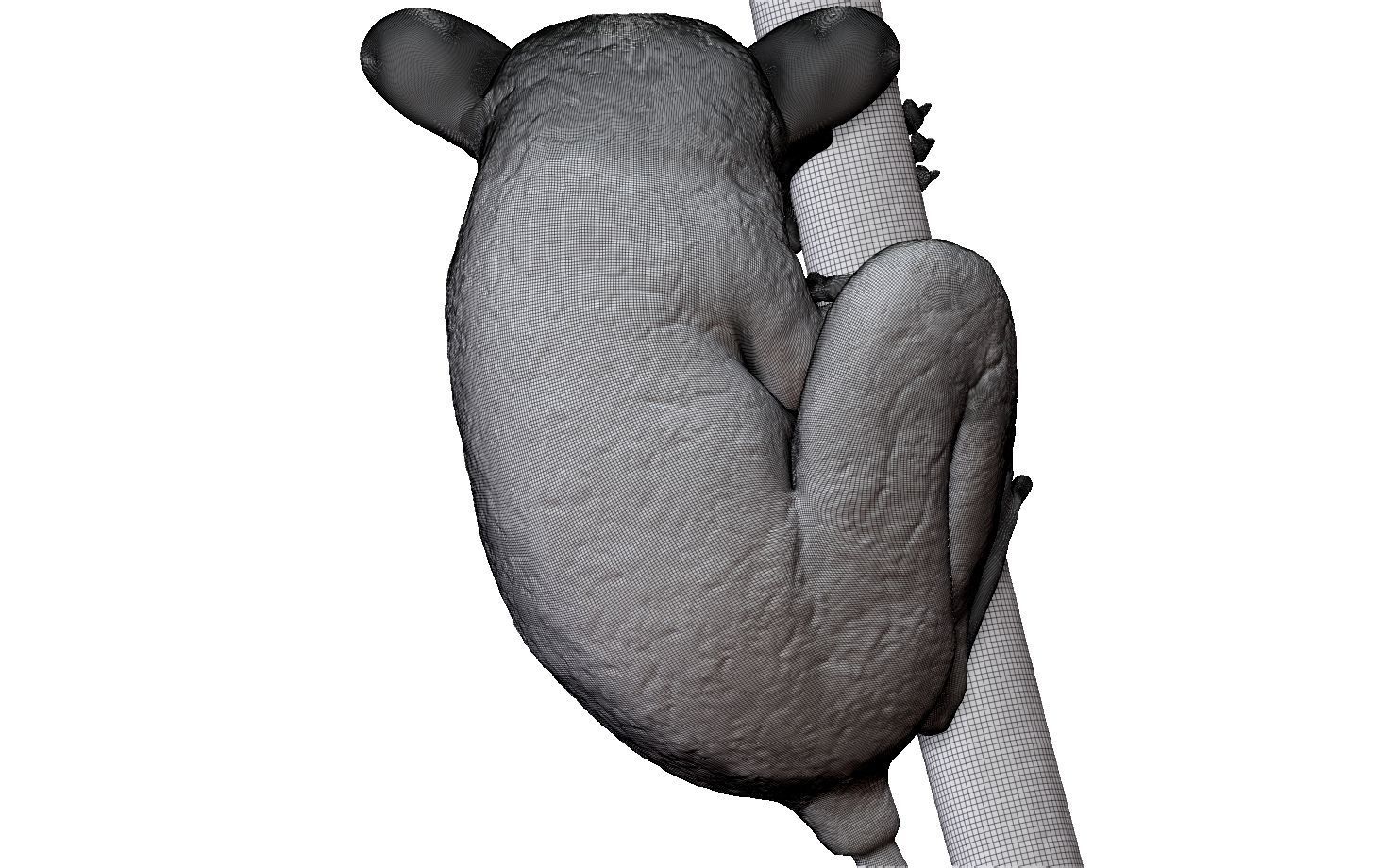 Tarsier gripping a branch 3D model_18