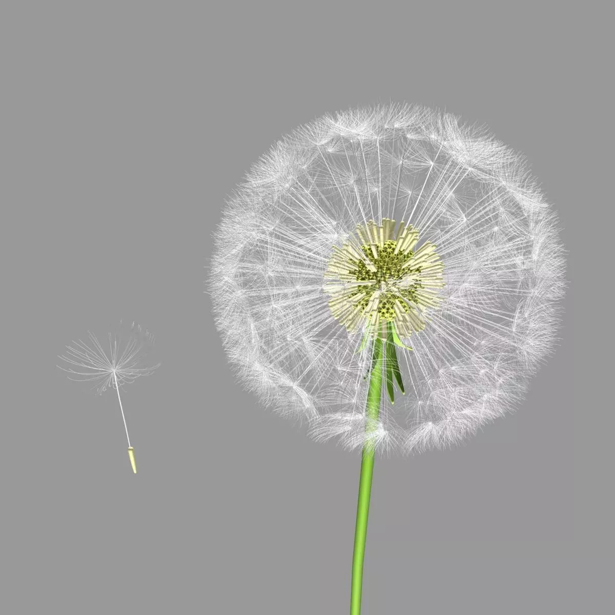 dandelion 3D model_0