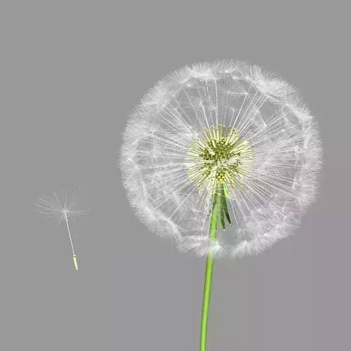 dandelion 3D model