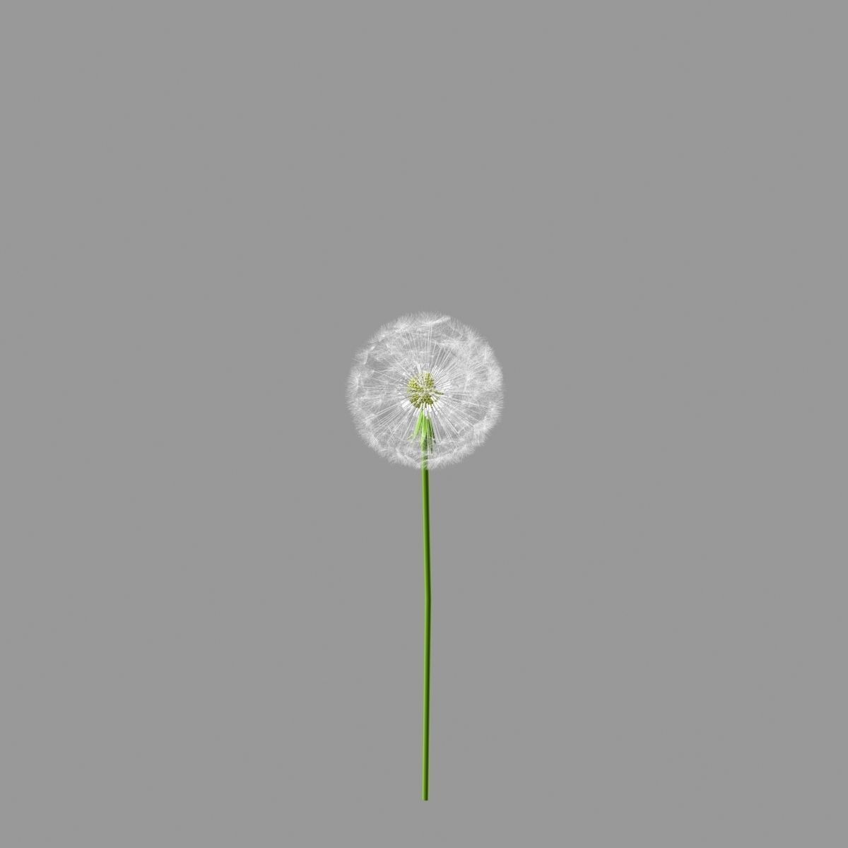 dandelion 3D model_2