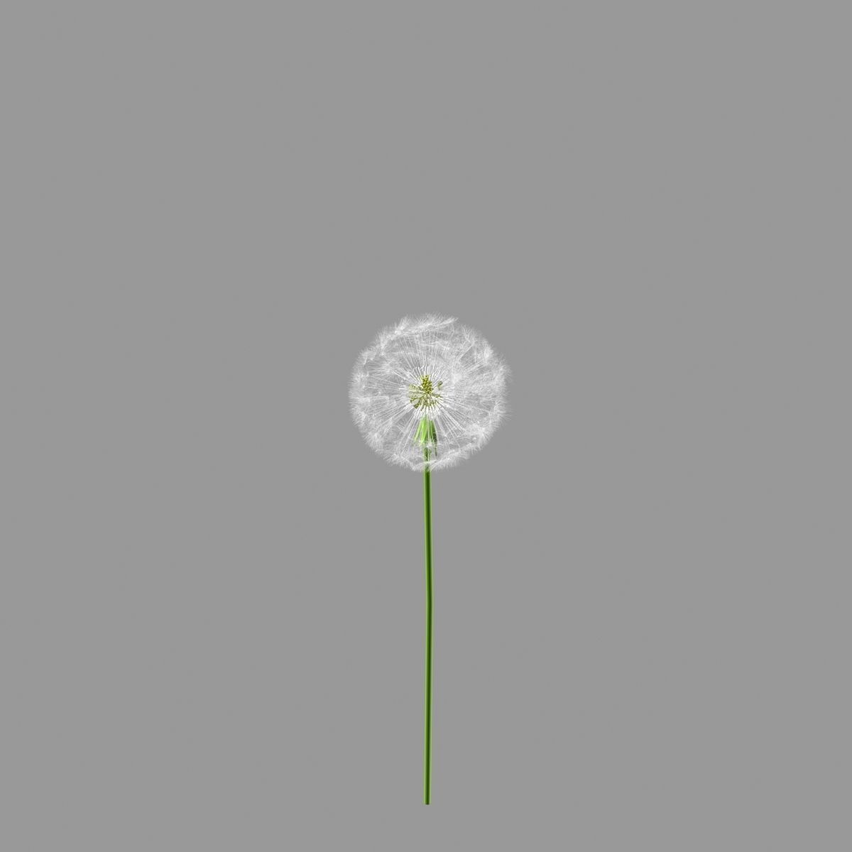 dandelion 3D model_5