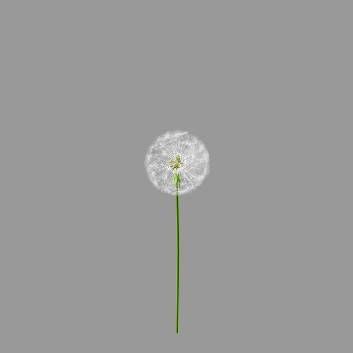 dandelion 3D model_3