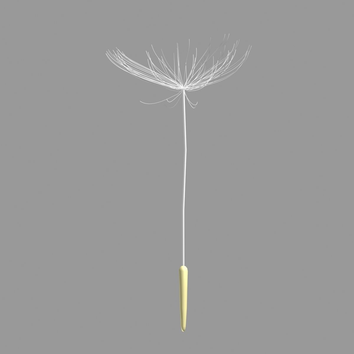 dandelion 3D model_6