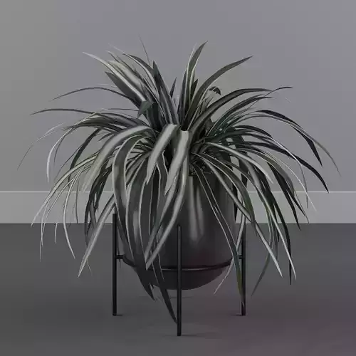 Chlorophytum laxum Zebra Grass 01 3D model
