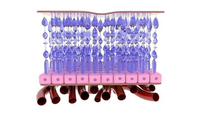 Retina 3D model for eye medical 3D model