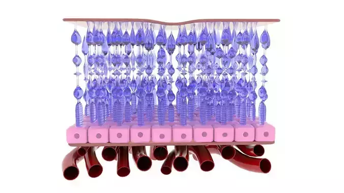 Retina 3D model for eye medical