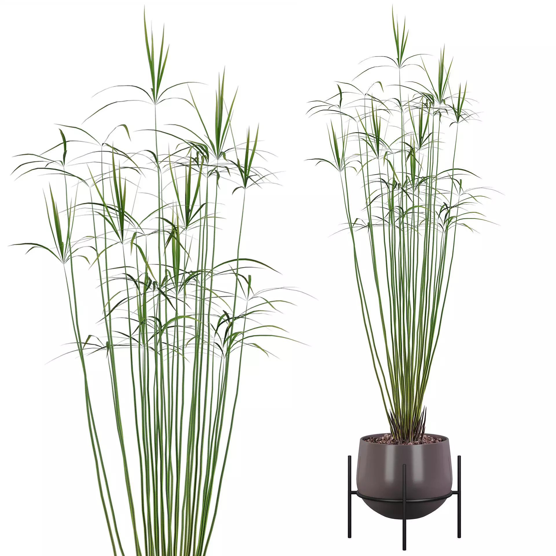 Cyperus papyrus 01 3D model