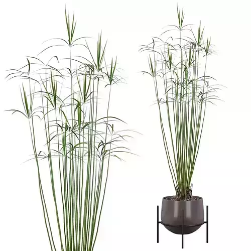 Cyperus papyrus 01