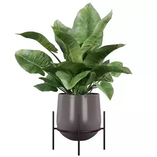 philodendron imperial green 01