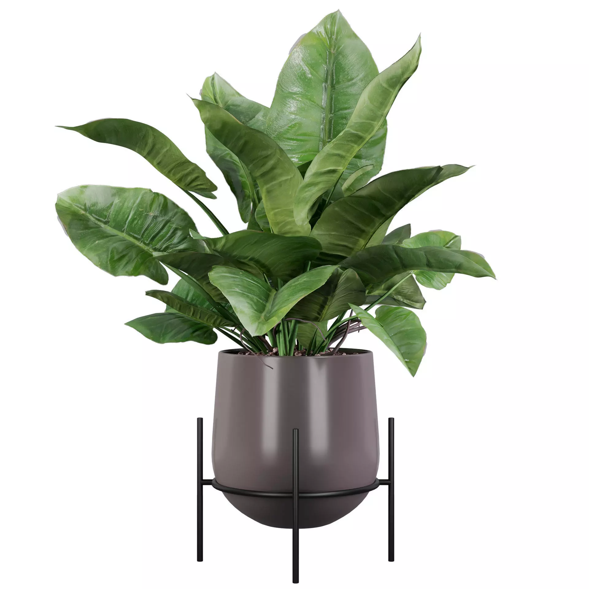 philodendron imperial green 01 3D model