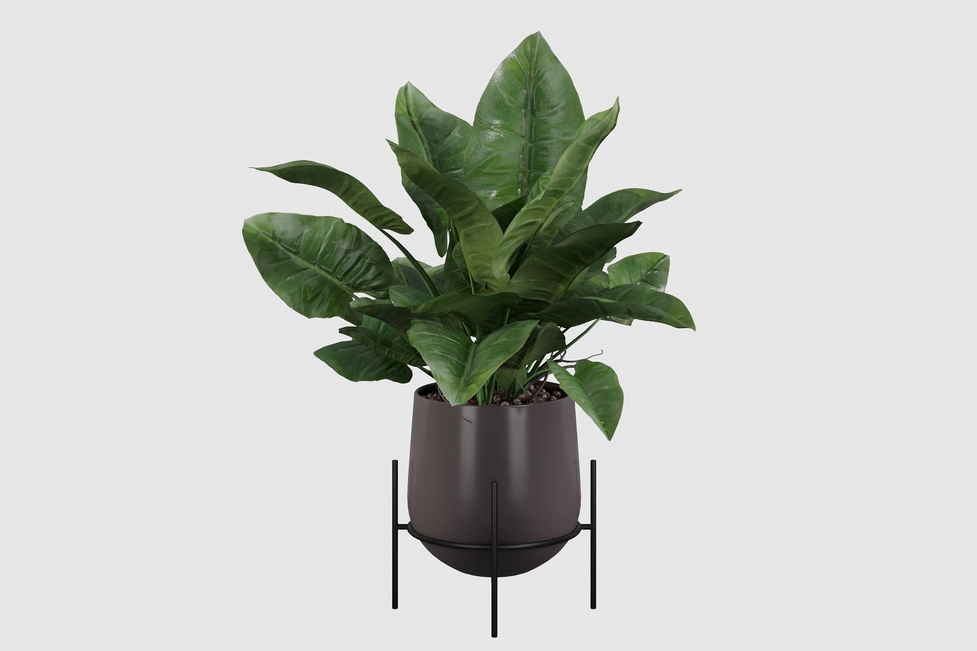 Plants collection 001 3D model_13