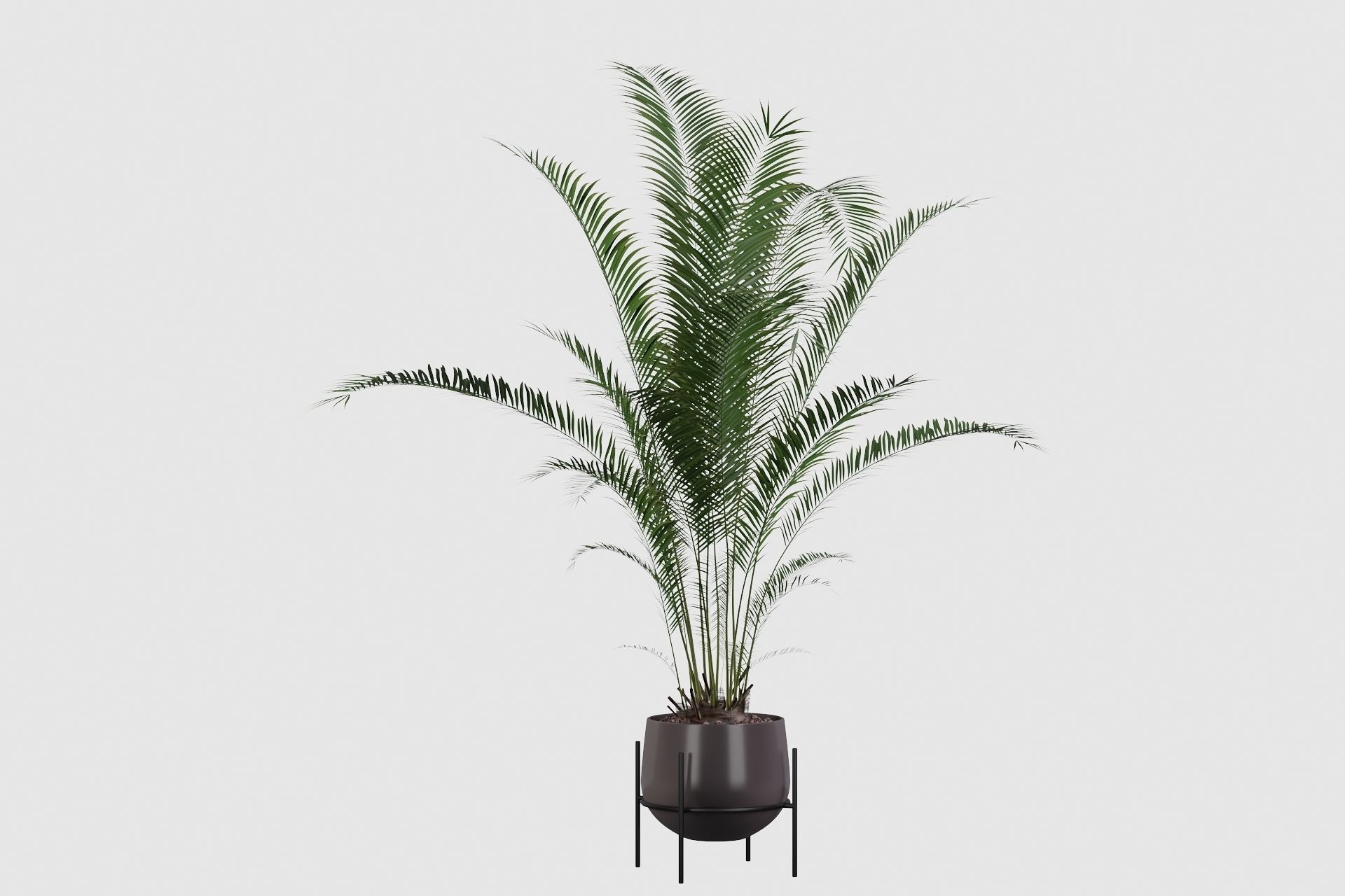 Plants collection 001 3D model_5