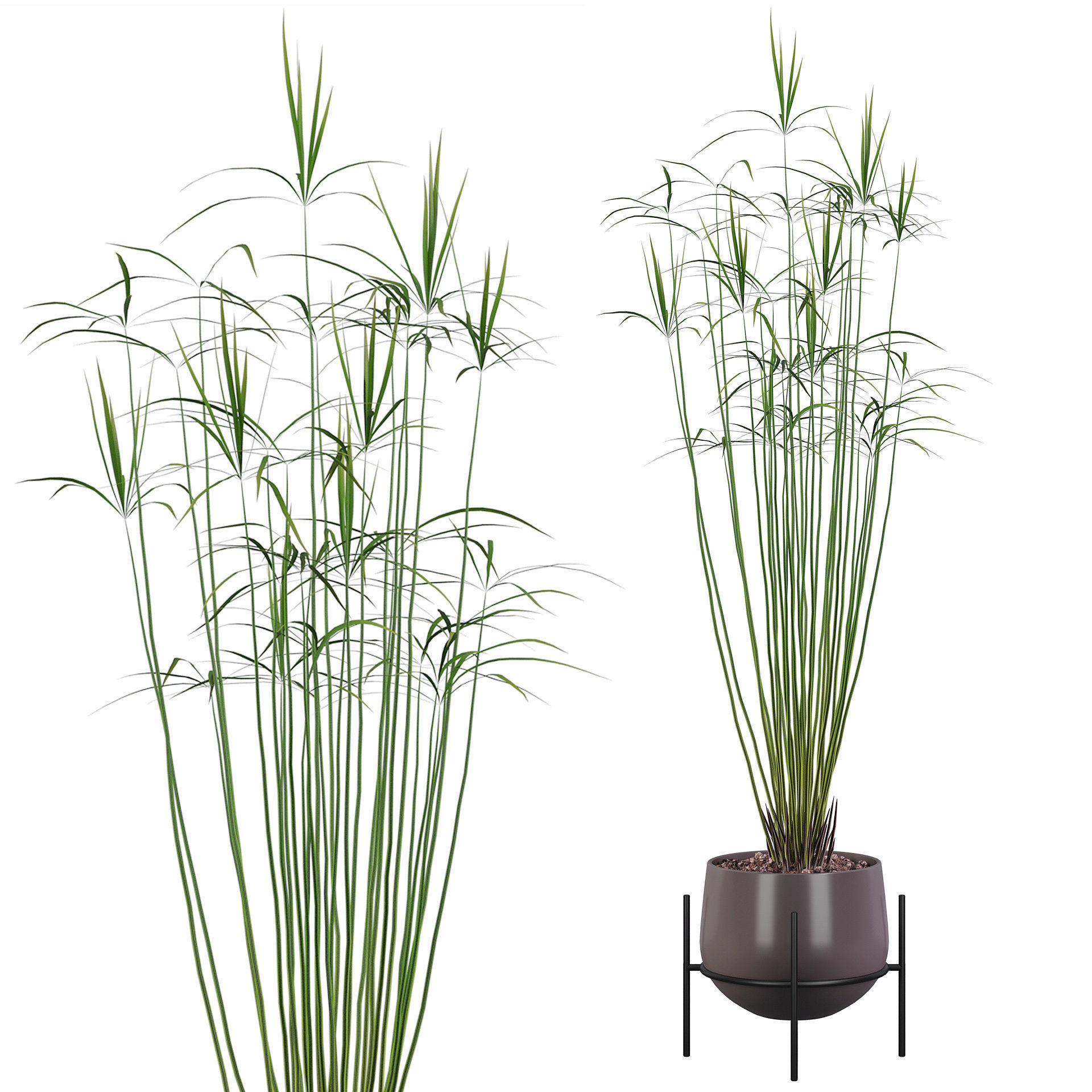 Plants collection 001 3D model_1