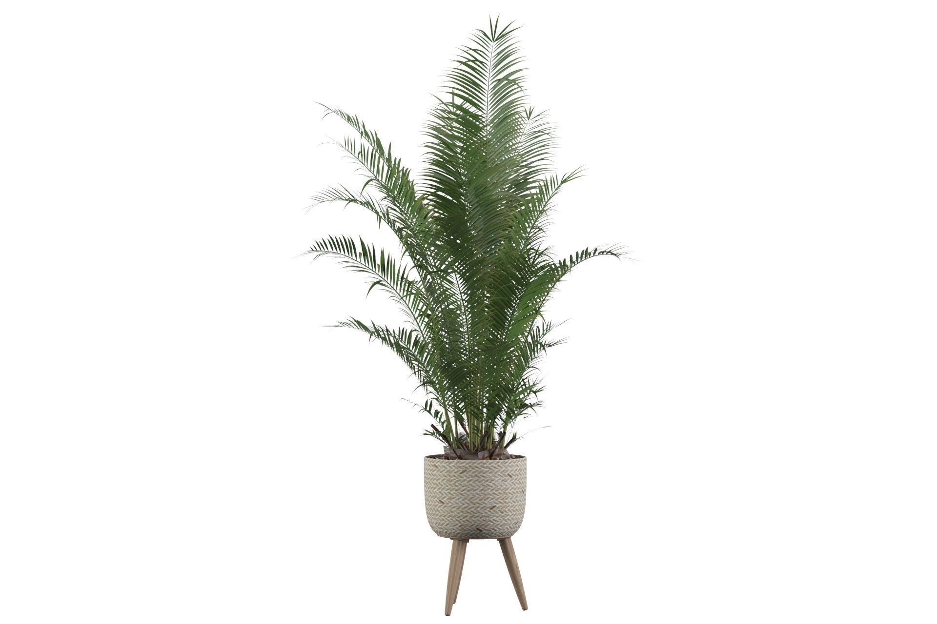 Areca Palm 02 3D model_9