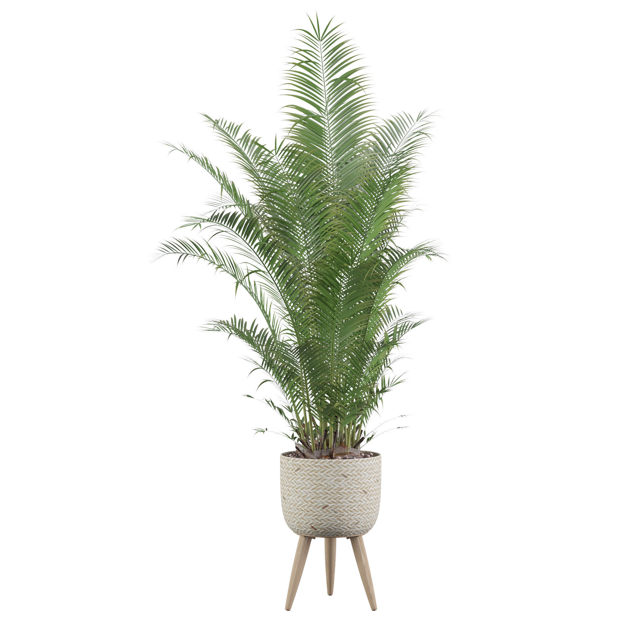 Areca Palm 02 3D model_62