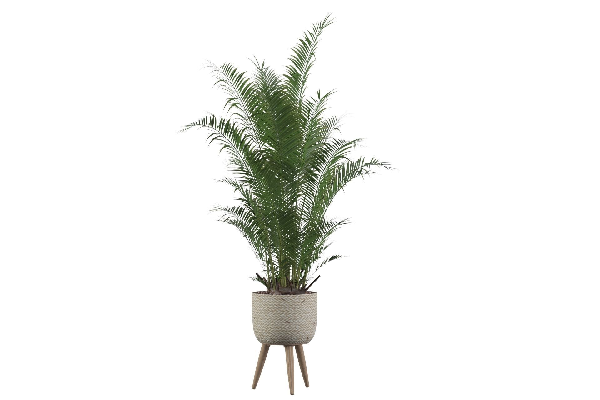 Areca Palm 02 3D model_12