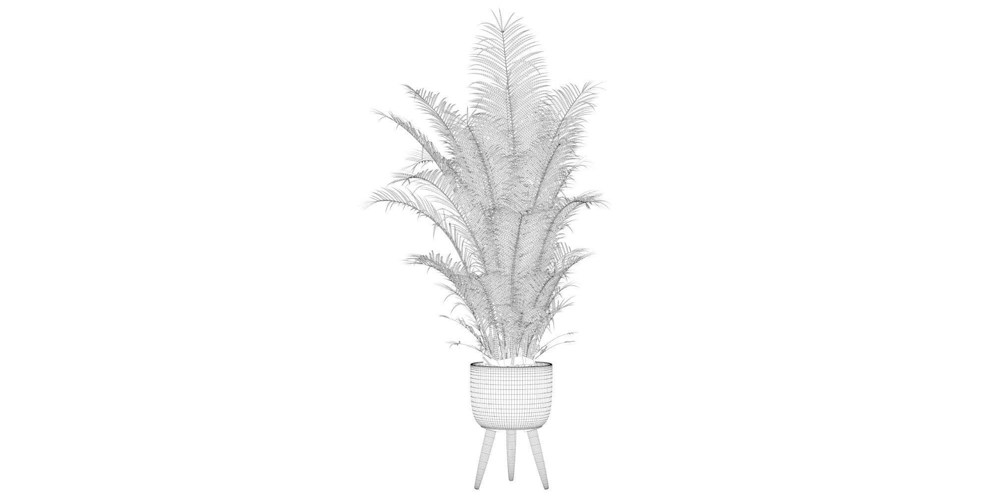 Areca Palm 02 3D model_36