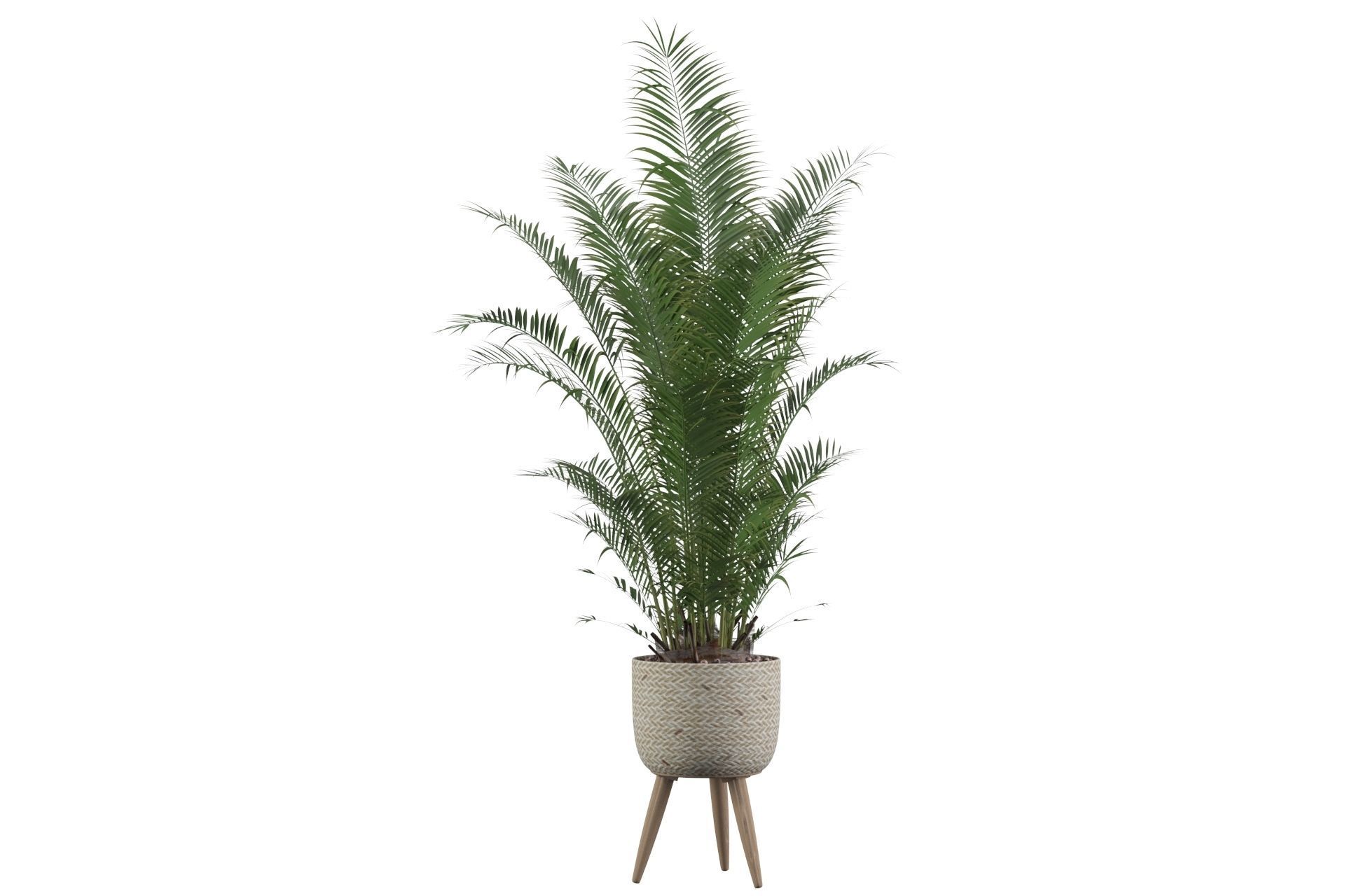 Areca Palm 02 3D model_60