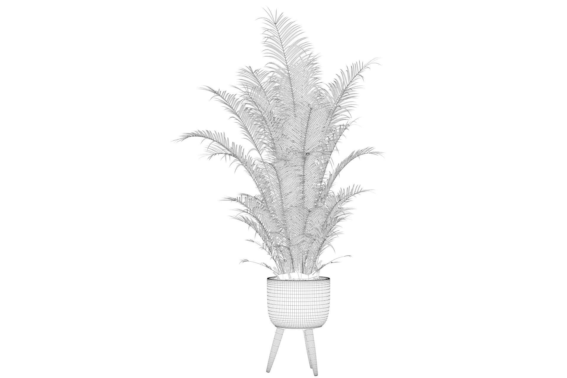 Areca Palm 02 3D model_31