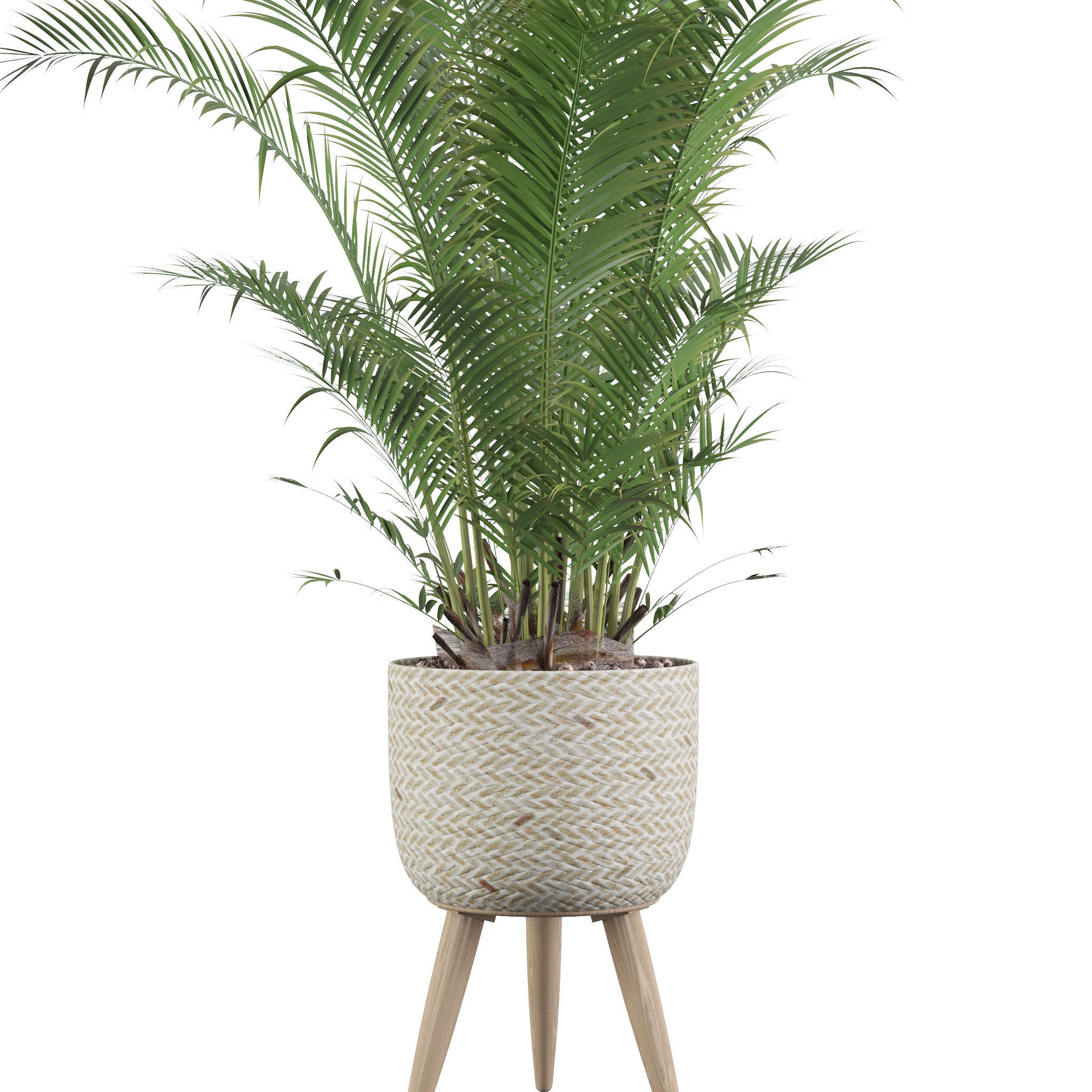 Areca Palm 02 3D model_53