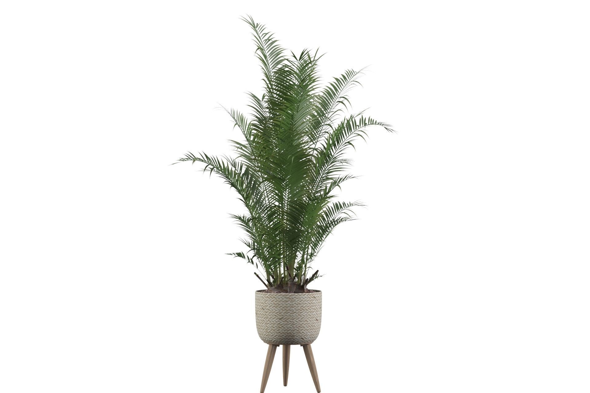 Areca Palm 02 3D model_20