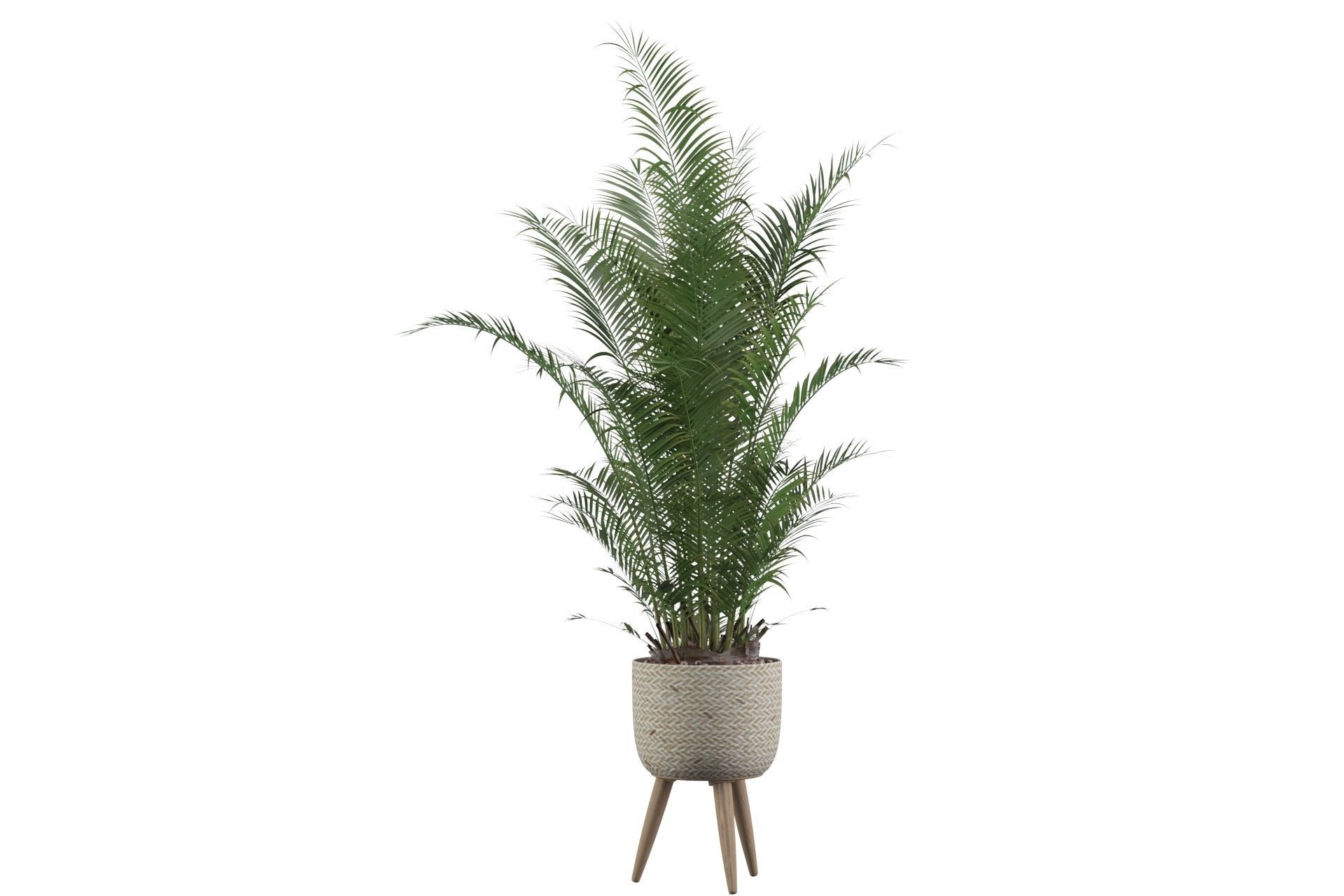 Areca Palm 02 3D model_48