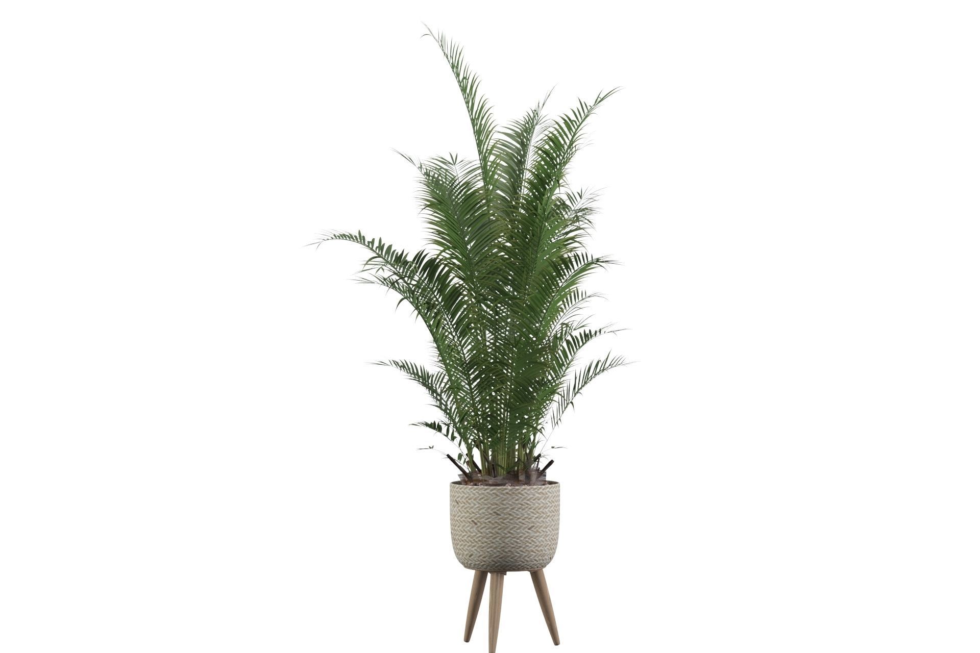 Areca Palm 02 3D model_59