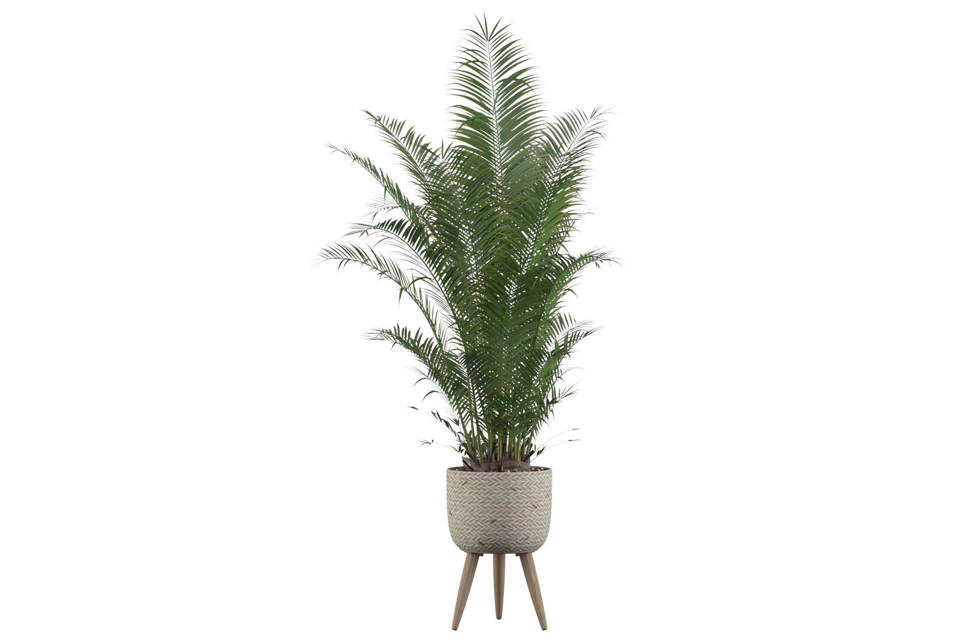 Areca Palm 02 3D model_55