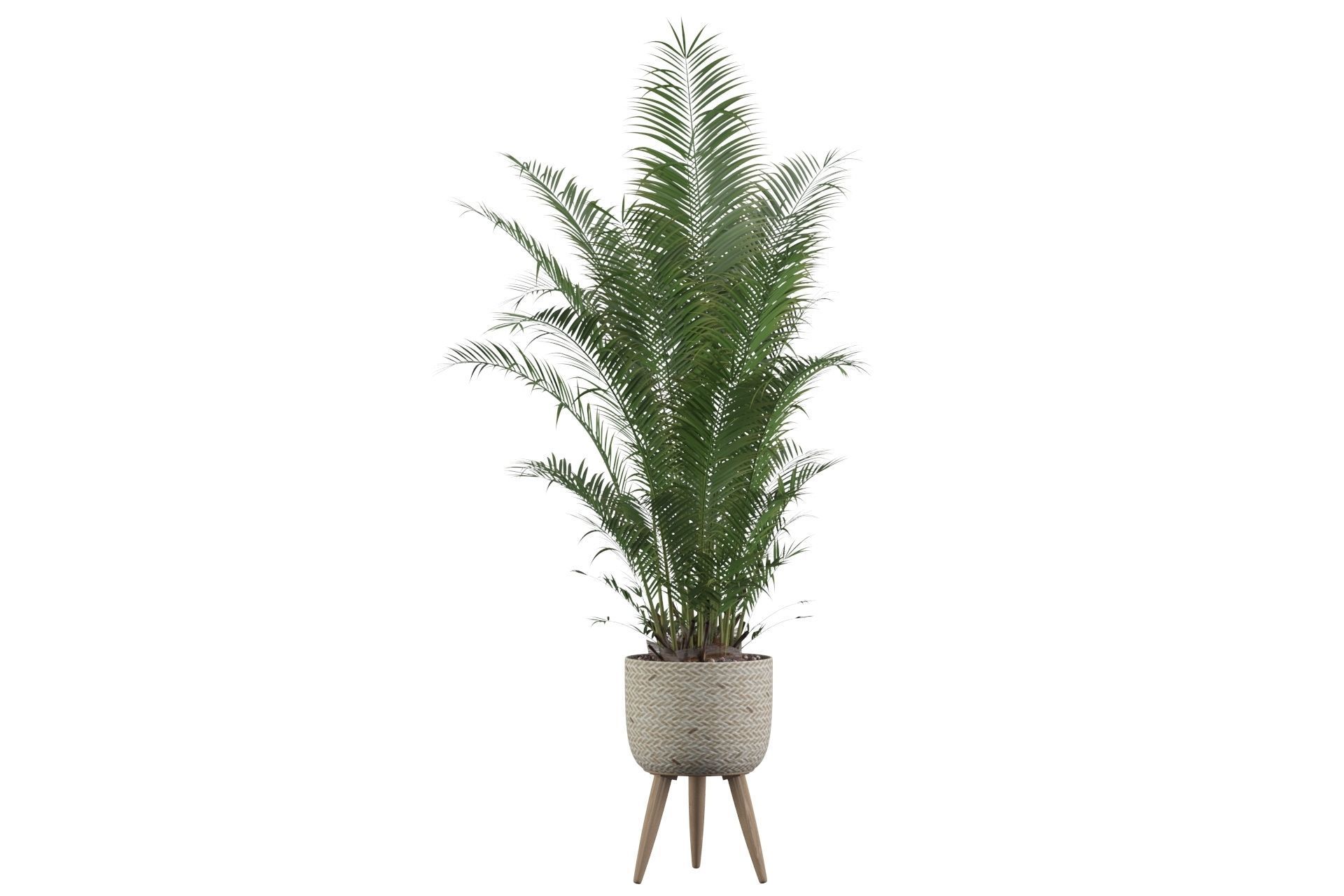 Areca Palm 02 3D model_6