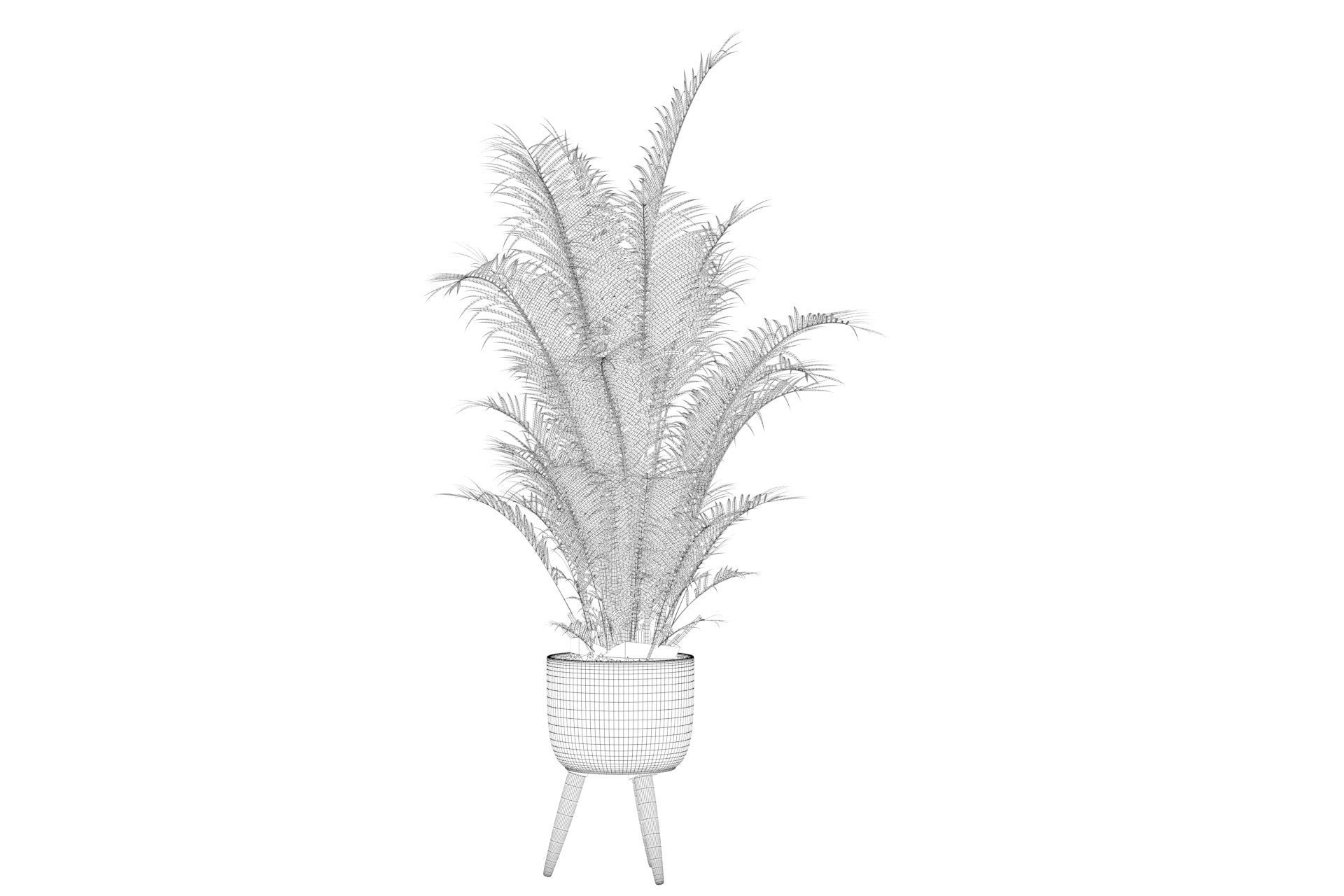 Areca Palm 02 3D model_68