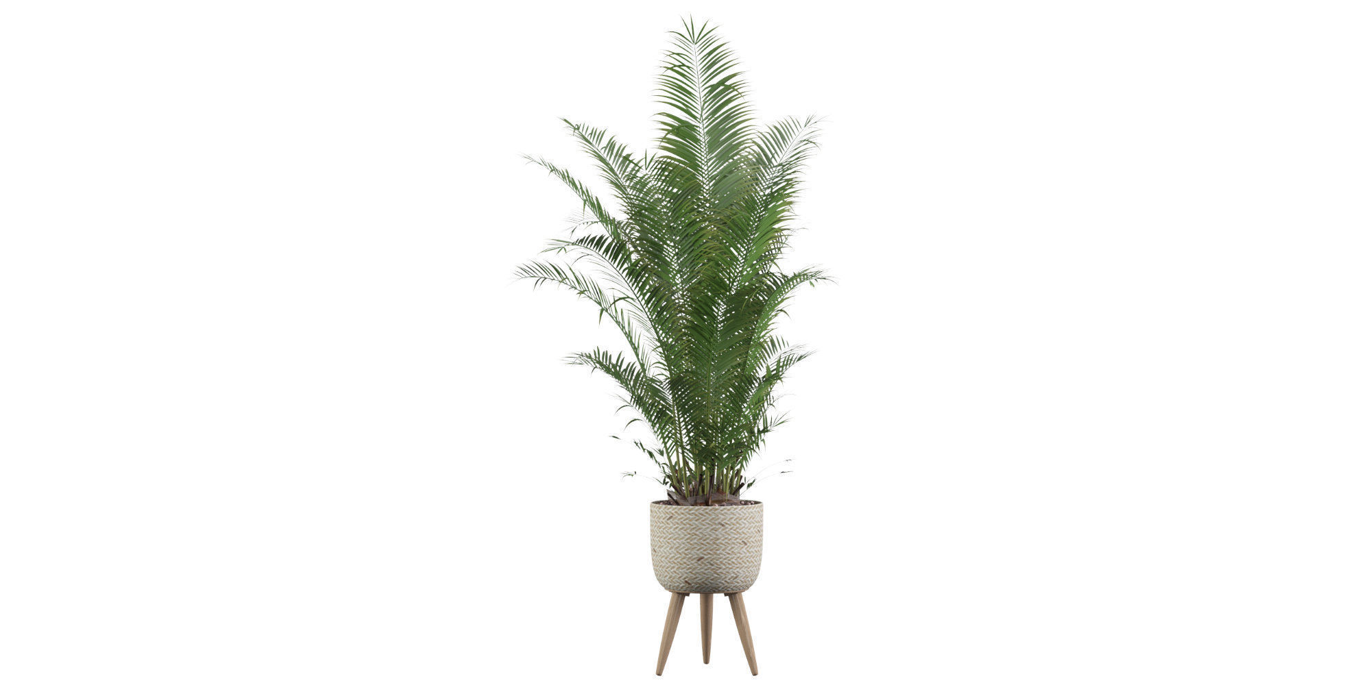Areca Palm 02 3D model_34