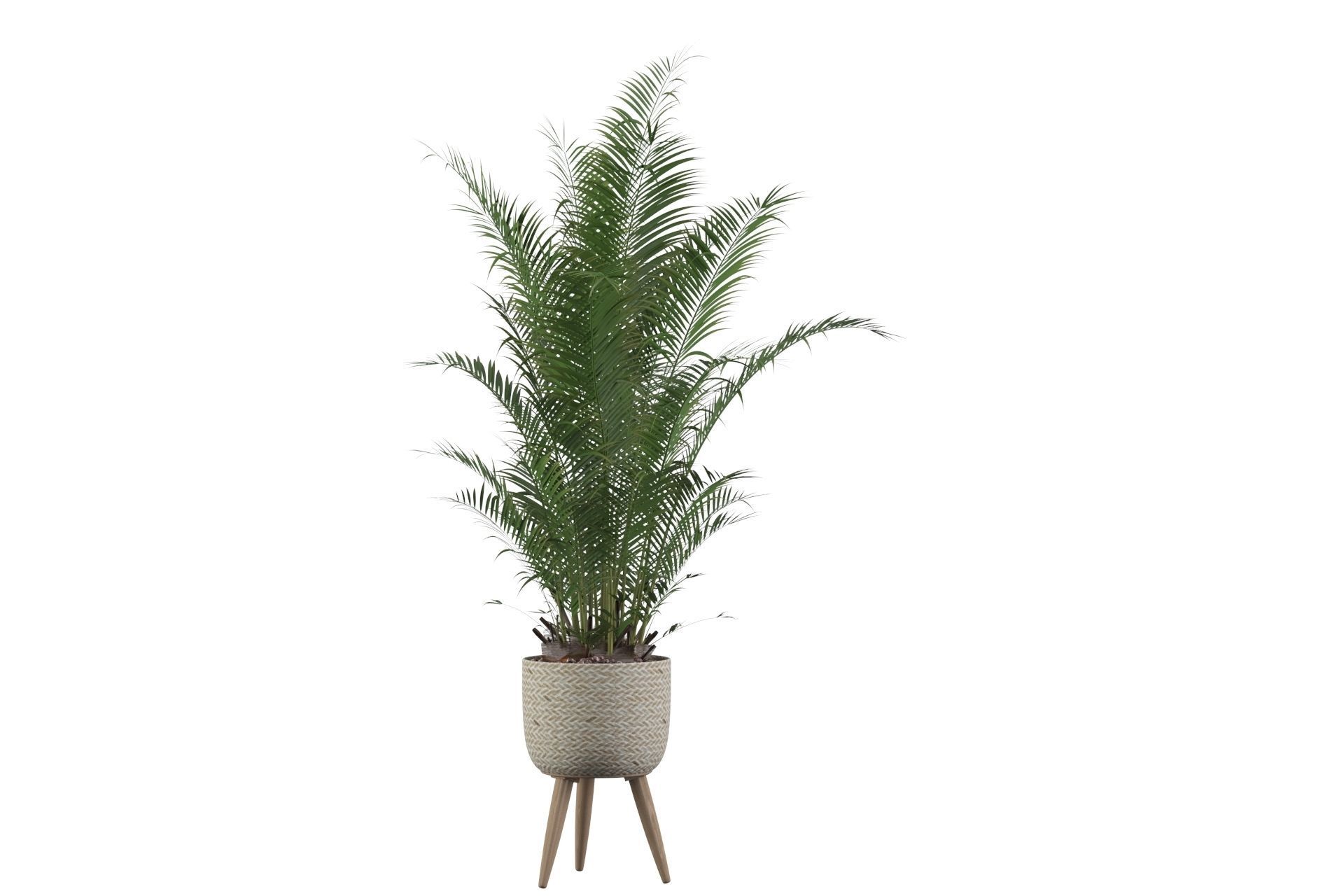 Areca Palm 02 3D model_15