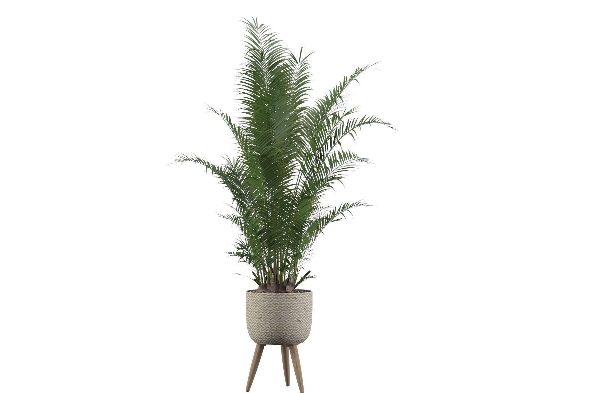 Areca Palm 02 3D model_47