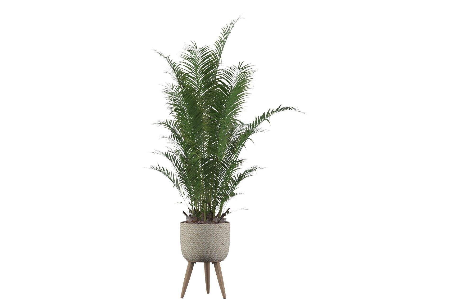 Areca Palm 02 3D model_14