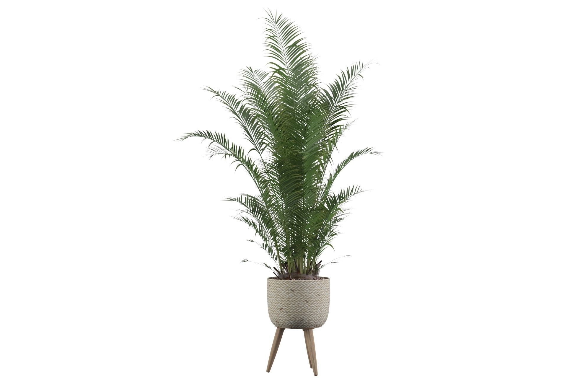 Areca Palm 02 3D model_69