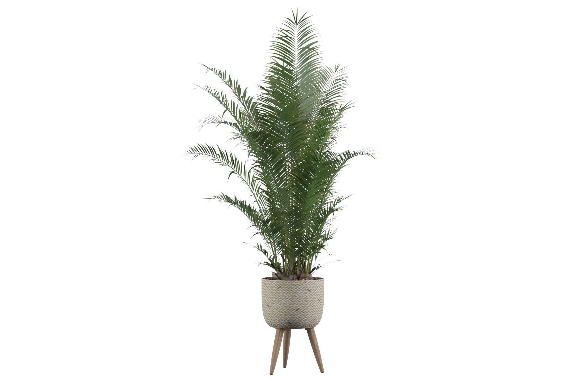 Areca Palm 02 3D model_40