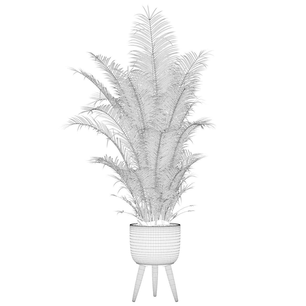 Areca Palm 02 3D model_50