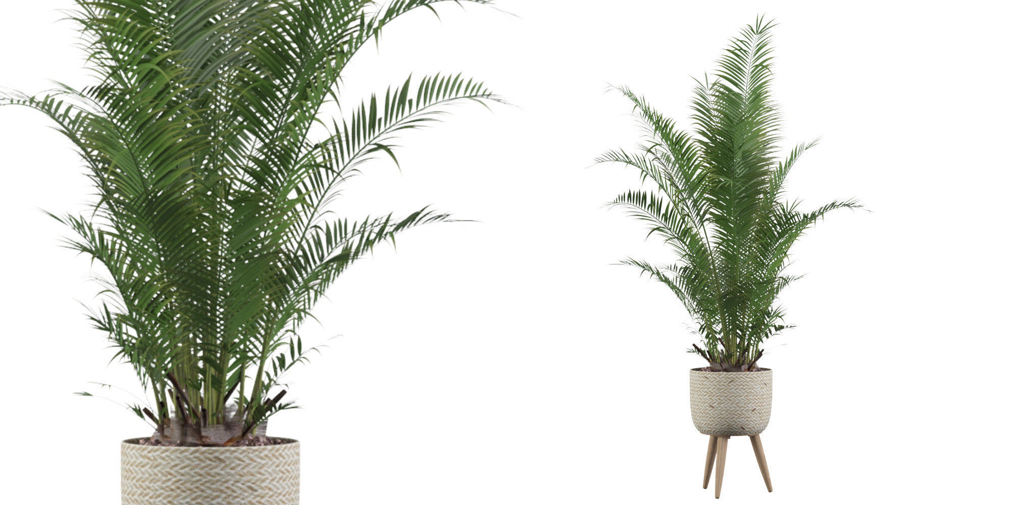 Areca Palm 02 3D model_37