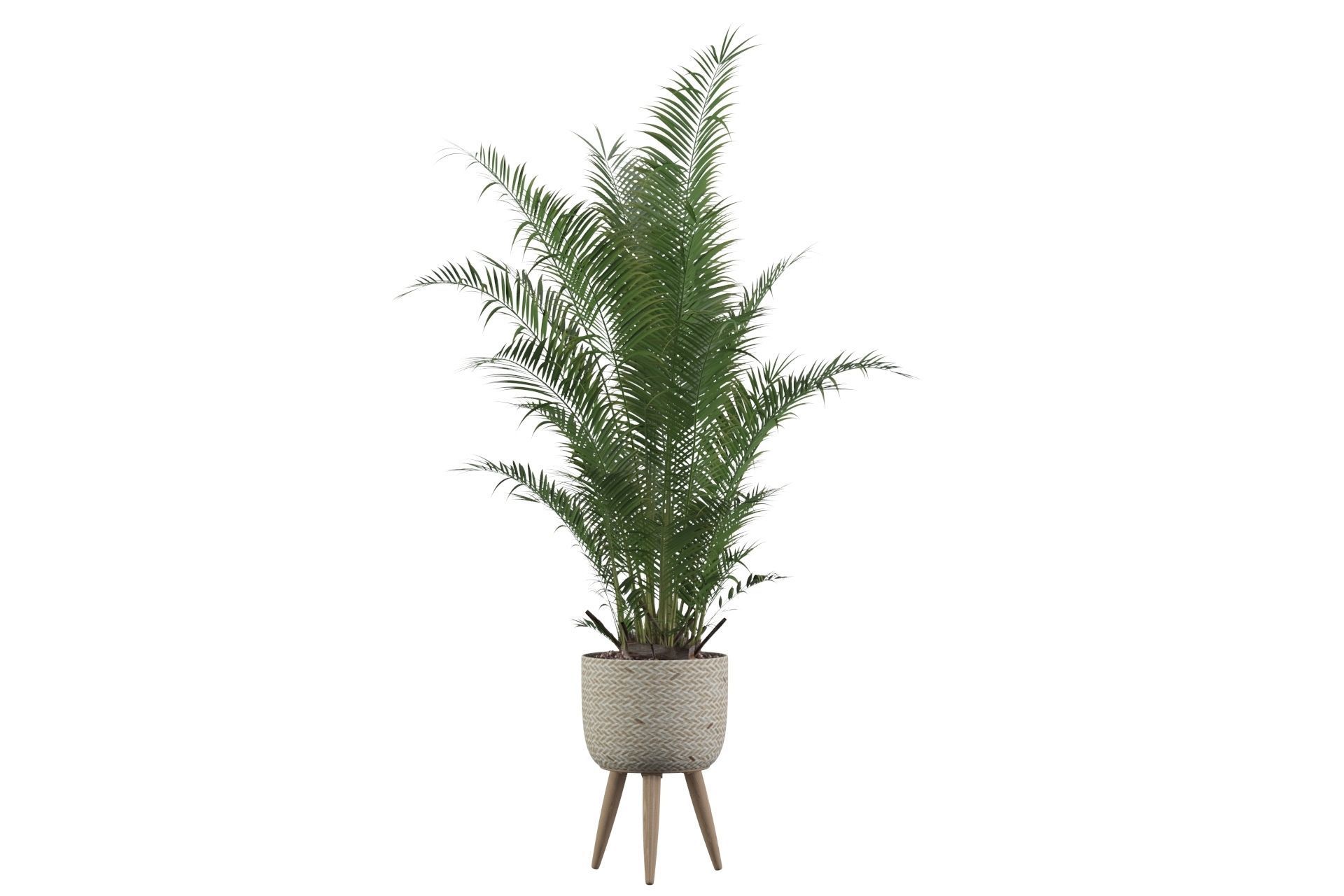 Areca Palm 02 3D model_11