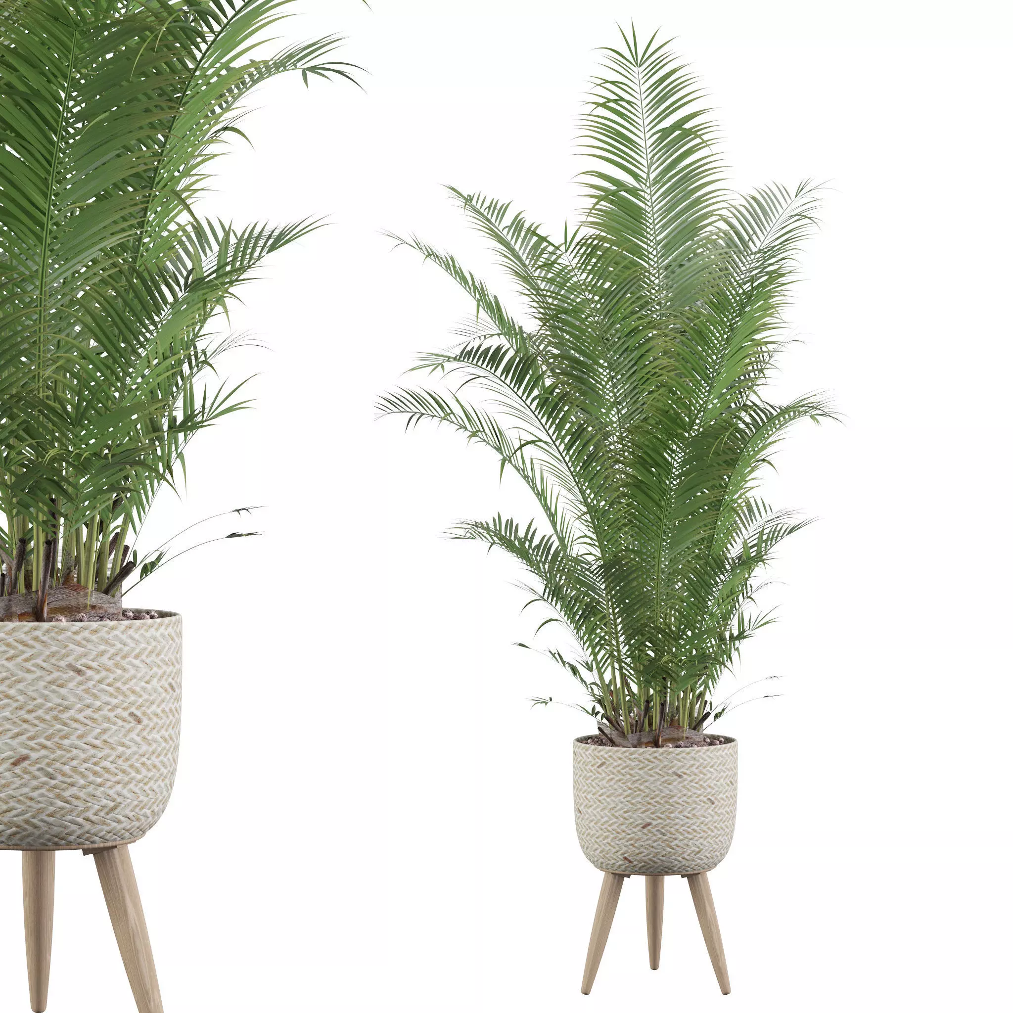 Areca Palm 02 3D model_0