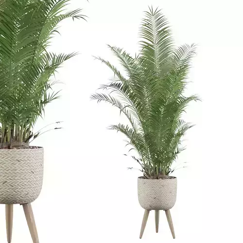 Areca Palm 02 3D model