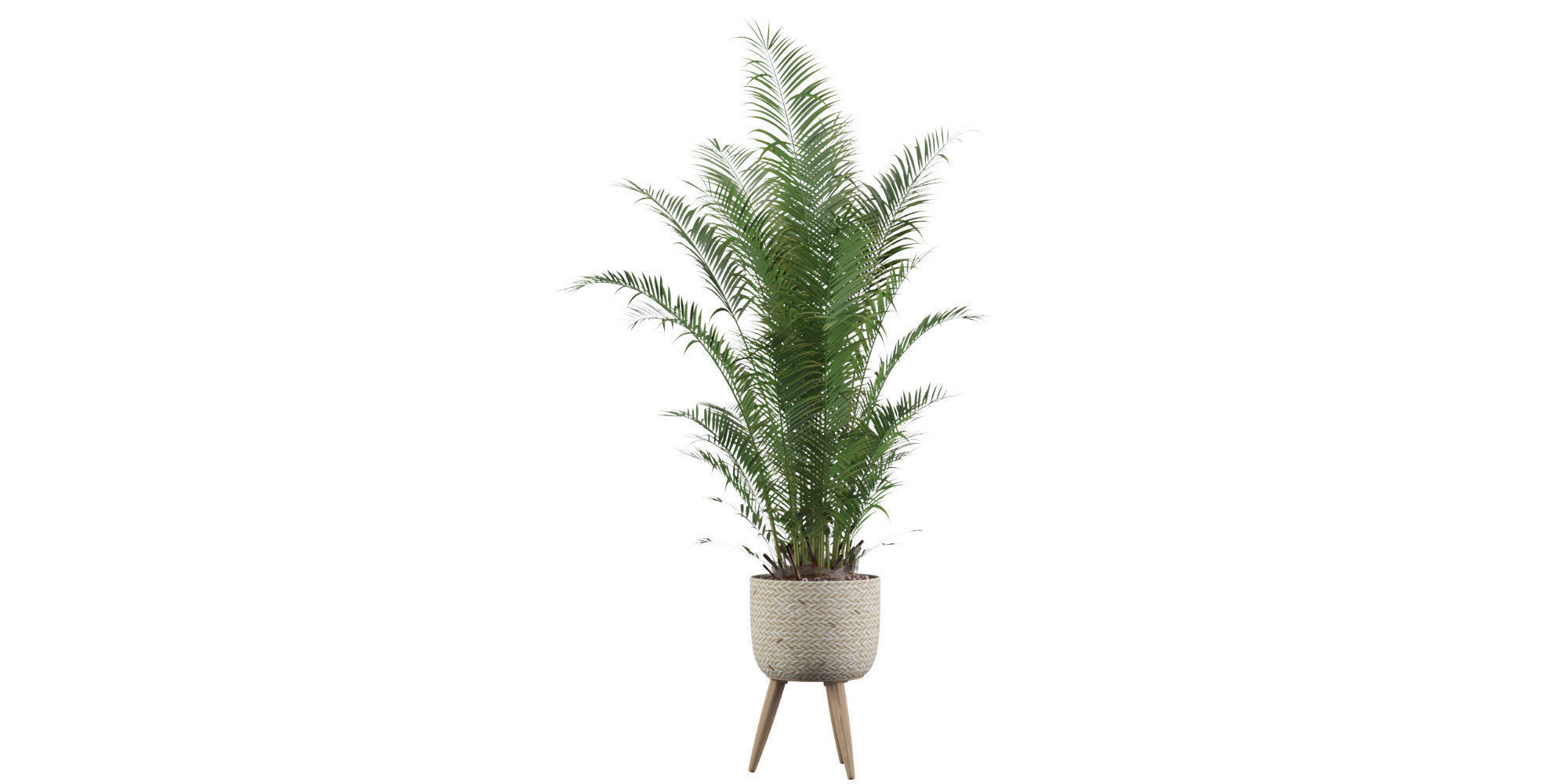 Areca Palm 02 3D model_35