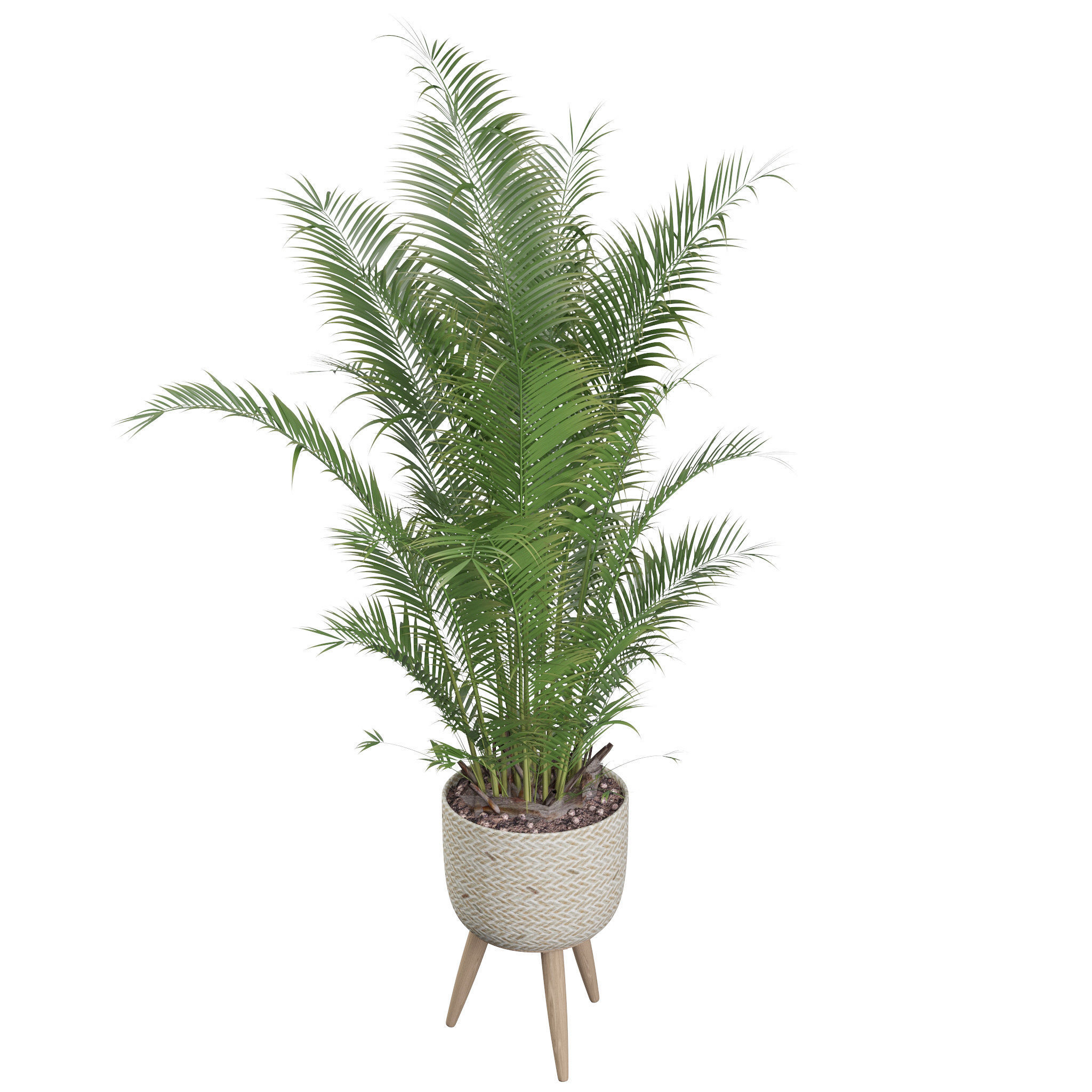 Areca Palm 02 3D model_71
