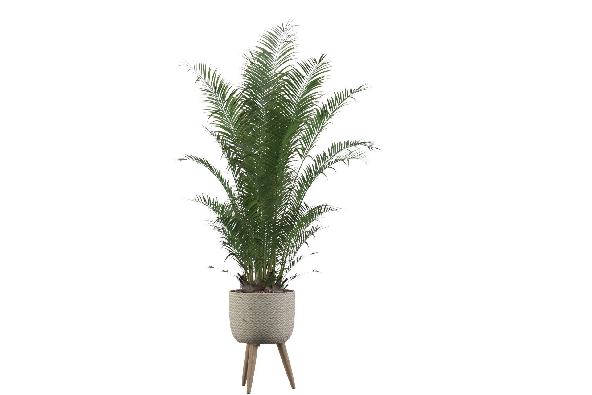 Areca Palm 02 3D model_51