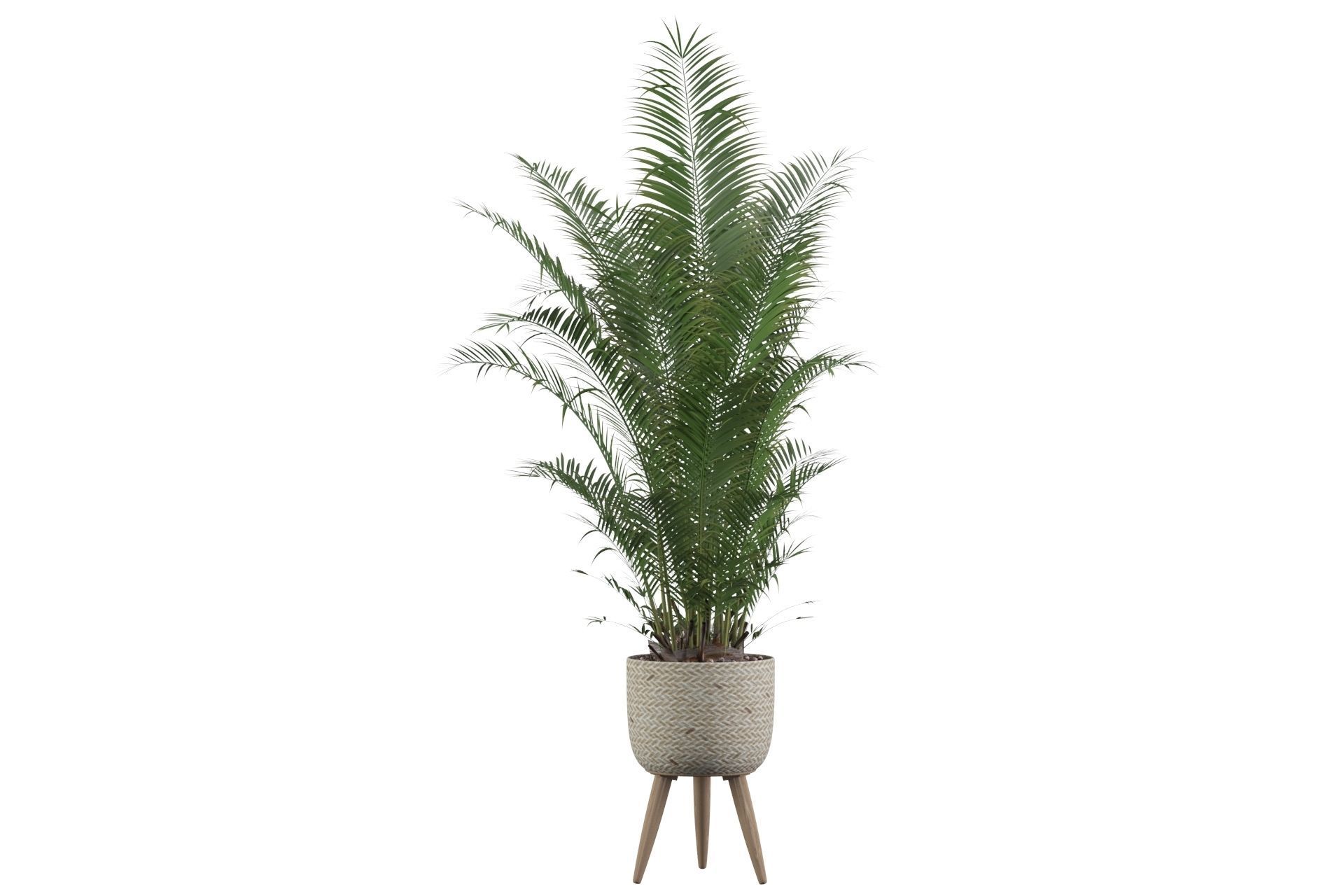Areca Palm 02 3D model_67