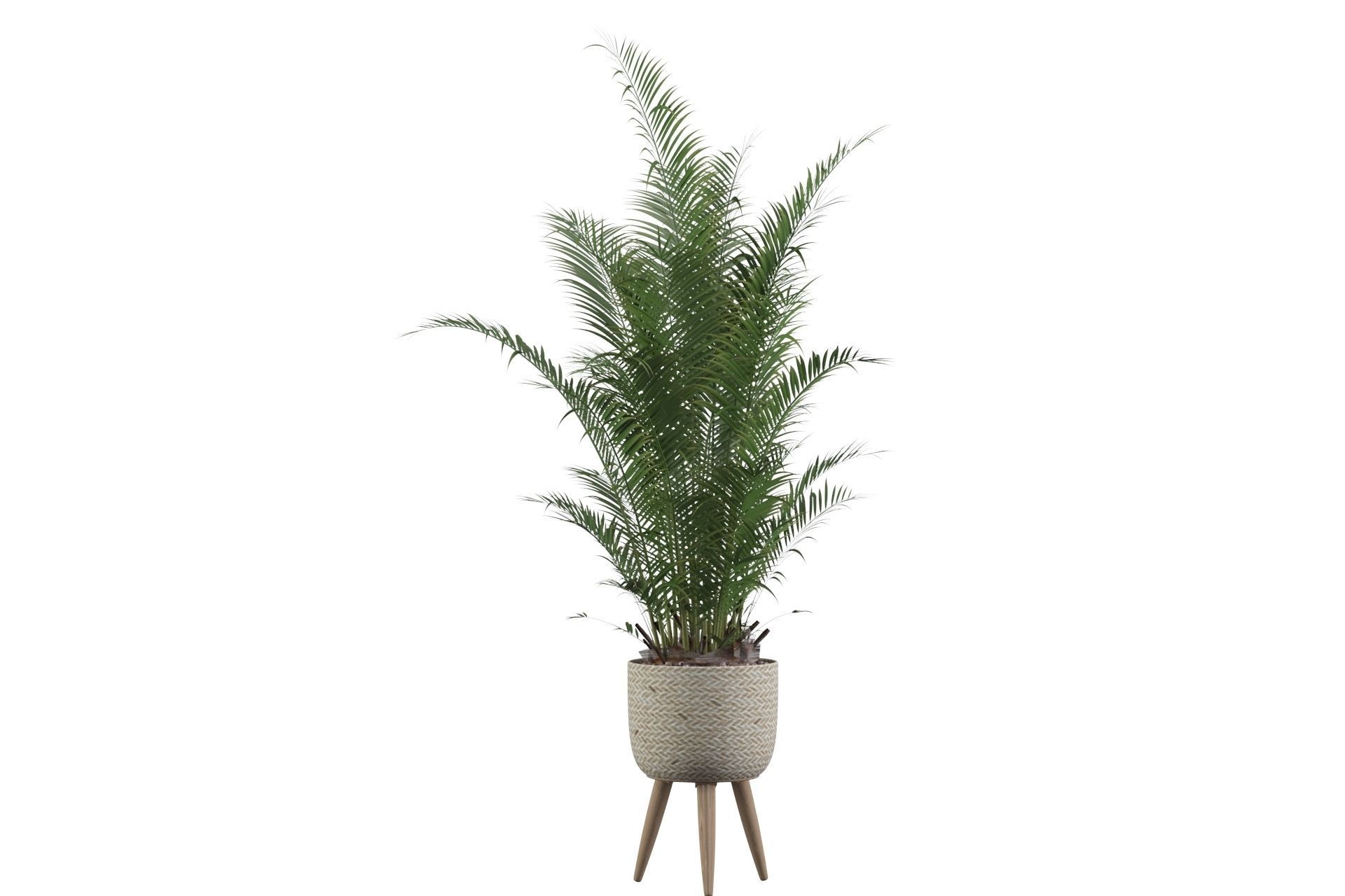 Areca Palm 02 3D model_23
