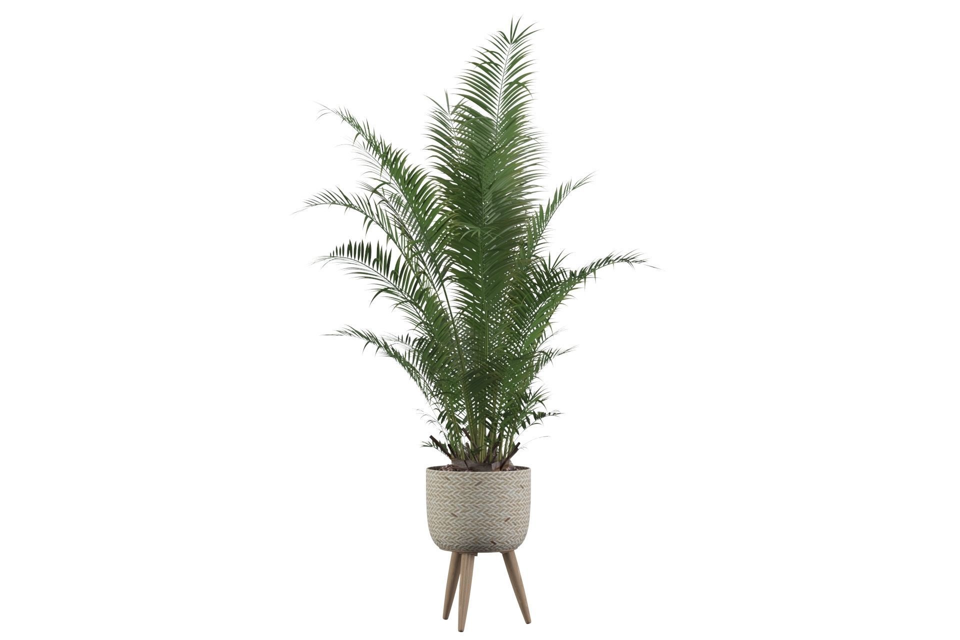 Areca Palm 02 3D model_10