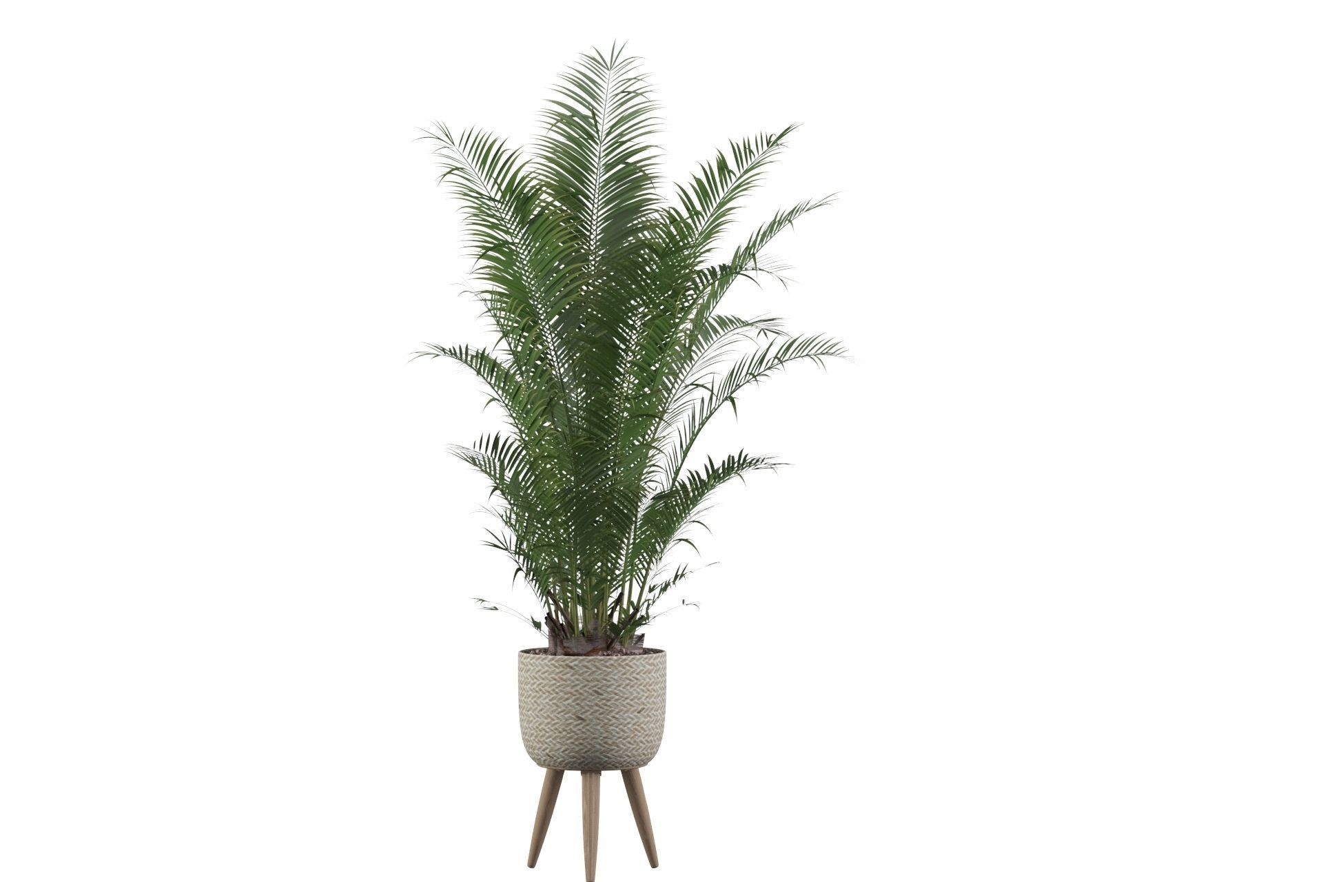Areca Palm 02 3D model_64