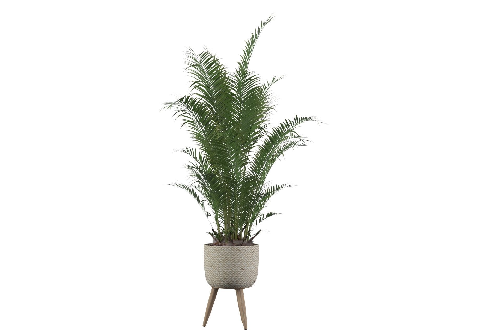 Areca Palm 02 3D model_13